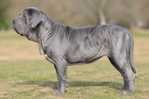 Alapaha Blue Blood Bulldog — blue coat