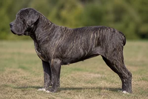 Alapaha Blue Blood Bulldog — brindle coat