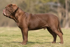 Alapaha Blue Blood Bulldog — brown coat