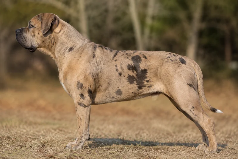 Alapaha Blue Blood Bulldog — fawn coat