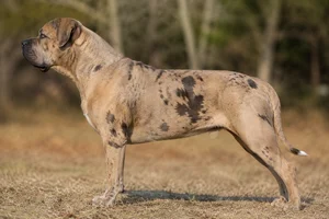 Alapaha Blue Blood Bulldog — fawn coat