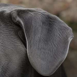 Alapaha Blue Blood Bulldog — ears