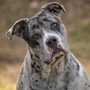 Alapaha Blue Blood Bulldog — alert
