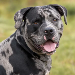 Alapaha Blue Blood Bulldog — happy