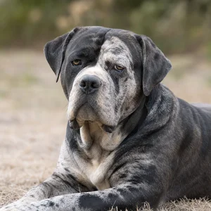 Alapaha Blue Blood Bulldog — relaxed