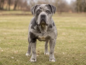 Alapaha Blue Blood Bulldog — front