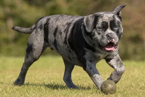 Alapaha Blue Blood Bulldog — playing