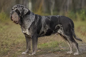 Alapaha Blue Blood Bulldog dog