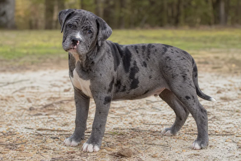Alapaha Blue Blood Bulldog — puppy (~4 mo)