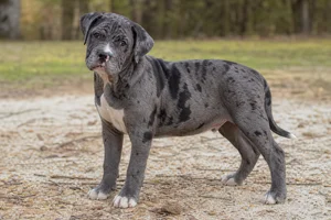 Alapaha Blue Blood Bulldog — puppy (~4 mo)