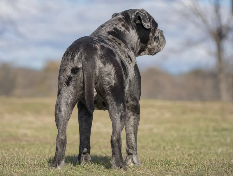 Alapaha Blue Blood Bulldog — rear