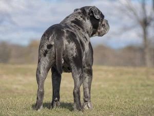 Alapaha Blue Blood Bulldog — rear