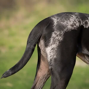 Alapaha Blue Blood Bulldog — tail