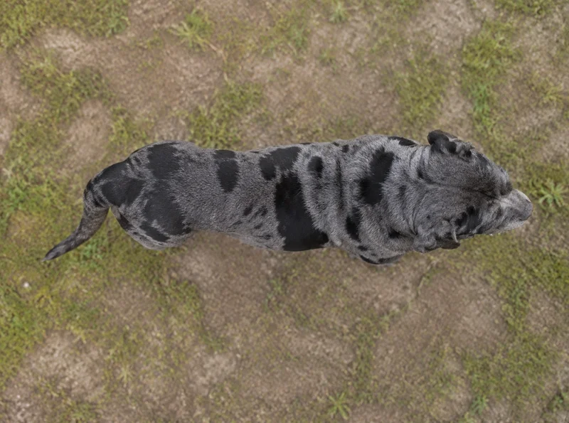 Alapaha Blue Blood Bulldog — top