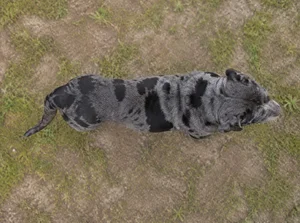Alapaha Blue Blood Bulldog — top
