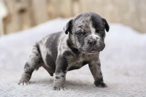 Alapaha Blue Blood Bulldog — young puppy (~1 mo)
