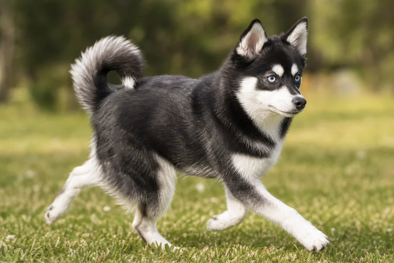 Alaskan Klee Kai — running