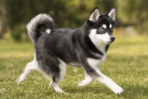 Alaskan Klee Kai — running