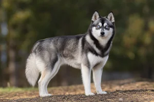 Alaskan Klee Kai — adult