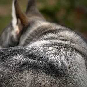 Alaskan Klee Kai — coat texture