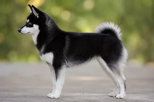 Alaskan Klee Kai — Black and white coat