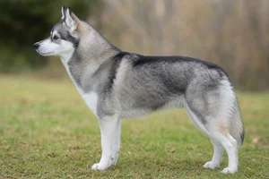 Alaskan Klee Kai — Gray and white coat