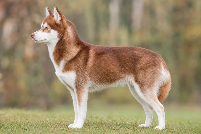 Alaskan Klee Kai — Red and white coat