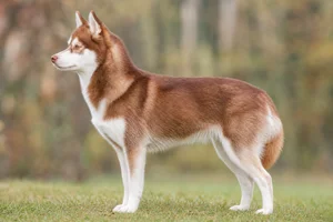 Alaskan Klee Kai — Red and white coat