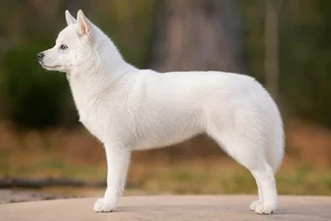 Alaskan Klee Kai — Solid white coat