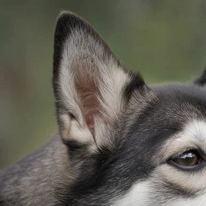 Alaskan Klee Kai — ears