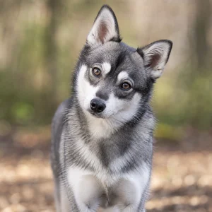 Alaskan Klee Kai — alert