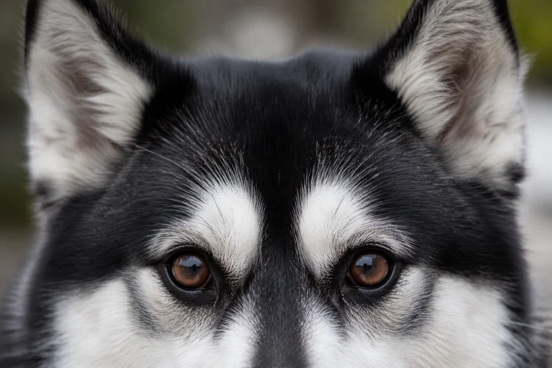 Alaskan Klee Kai — eyes