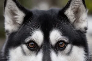 Alaskan Klee Kai — eyes