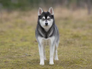 Alaskan Klee Kai — front
