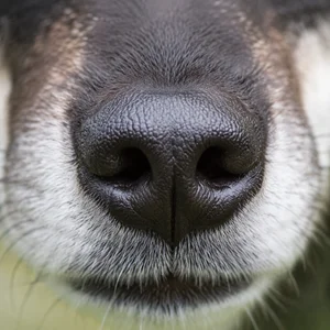 Alaskan Klee Kai — nose