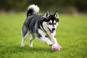 Alaskan Klee Kai — playing