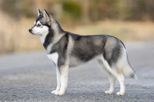 Alaskan Klee Kai dog