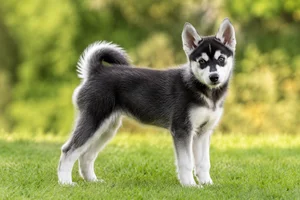 Alaskan Klee Kai — puppy (~4 mo)