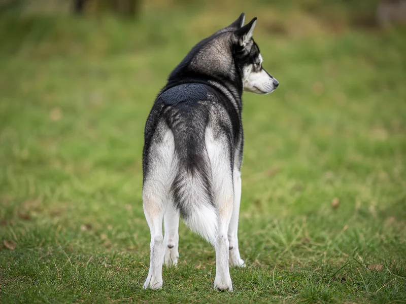 Alaskan Klee Kai — rear