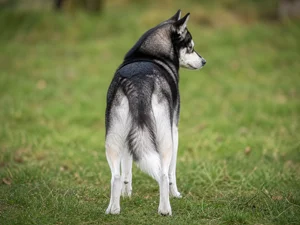 Alaskan Klee Kai — rear