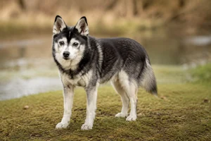 Alaskan Klee Kai — senior