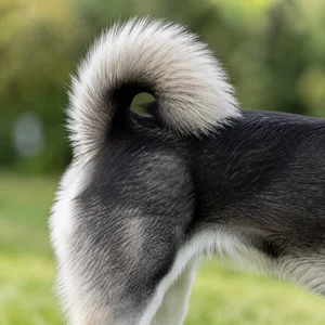 Alaskan Klee Kai — tail
