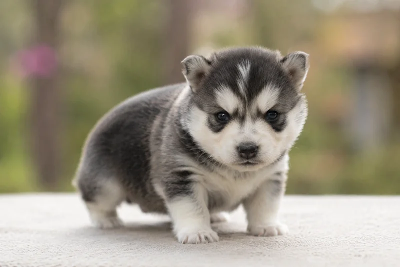 Alaskan Klee Kai — young puppy (~1 mo)