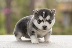 Alaskan Klee Kai — young puppy (~1 mo)