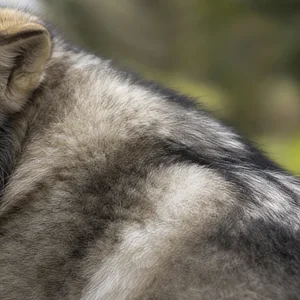 Alaskan Malamute — coat texture