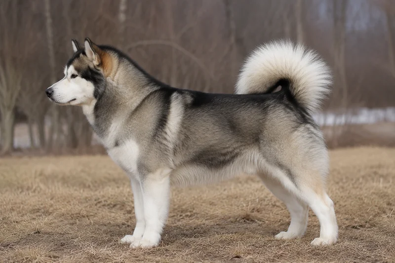 Alaskan Malamute — Gray and white coat