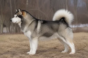 Alaskan Malamute — Gray and white coat