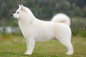 Alaskan Malamute — Solid white coat