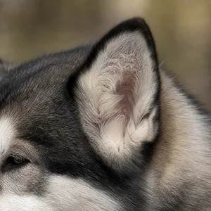 Alaskan Malamute — ears