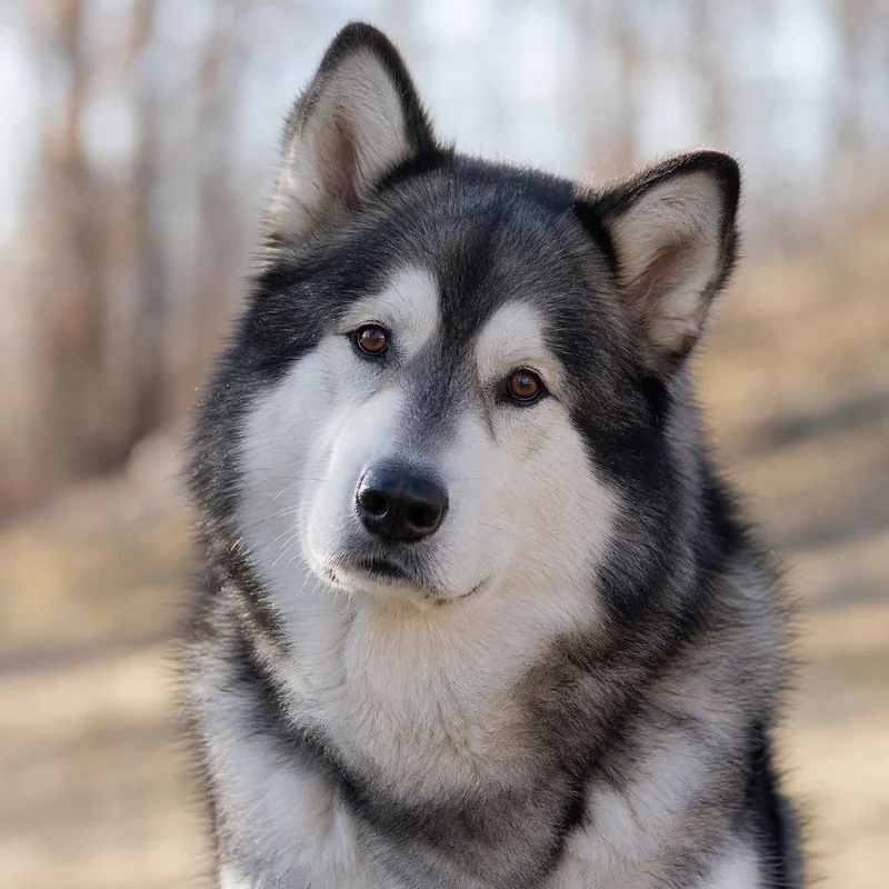 Alaskan Malamute — alert